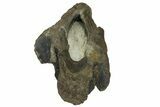 Fossil Hadrosaur (Maiasaura?) Fused Sacral Vertebrae - Montana #173490-9